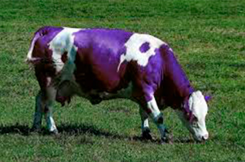 Примеры "Фиолетовых коров" в бизнесе